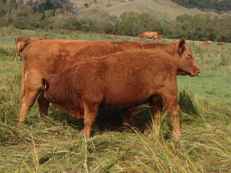 About the Breed – South Devon Cattle Society of New Zealand